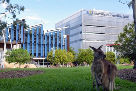Ein Känguru sitzt auf dem Campus der USC.