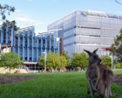 Ein Känguru steht auf einer Rasenfläche auf dem Campus der University of the Sunshine Coast und erinnert an die ruhige Atmosphäre der Hochschule Coburg. Der Himmel ist klar und die Bäume sind kunstvoll über die Szene verteilt.