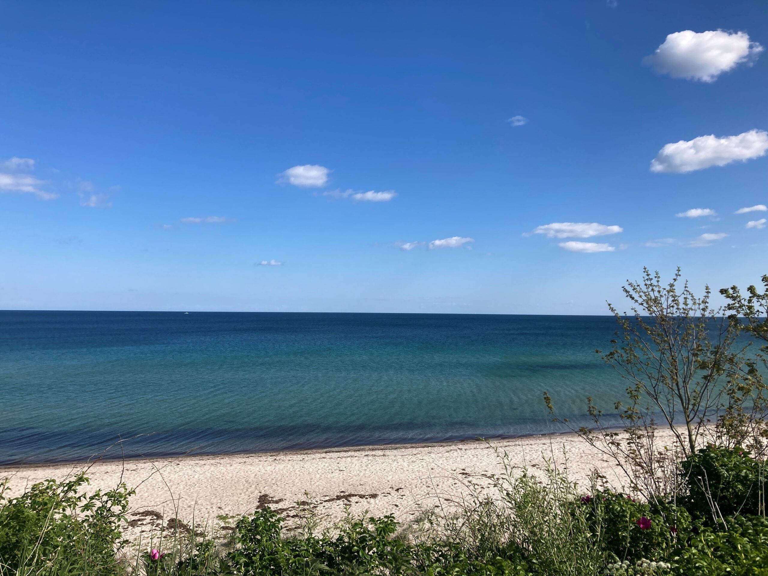 Ein ruhiger Strand mit klarem, blauem Wasser und einem Sandstrand, im Vordergrund gesäumt von grünen Pflanzen, unter einem strahlend blauen Himmel mit ein paar vereinzelten weißen Wolken – die Schönheit der Natur spiegelt die Harmonie der Genregulation wider. at Hochschule Coburg