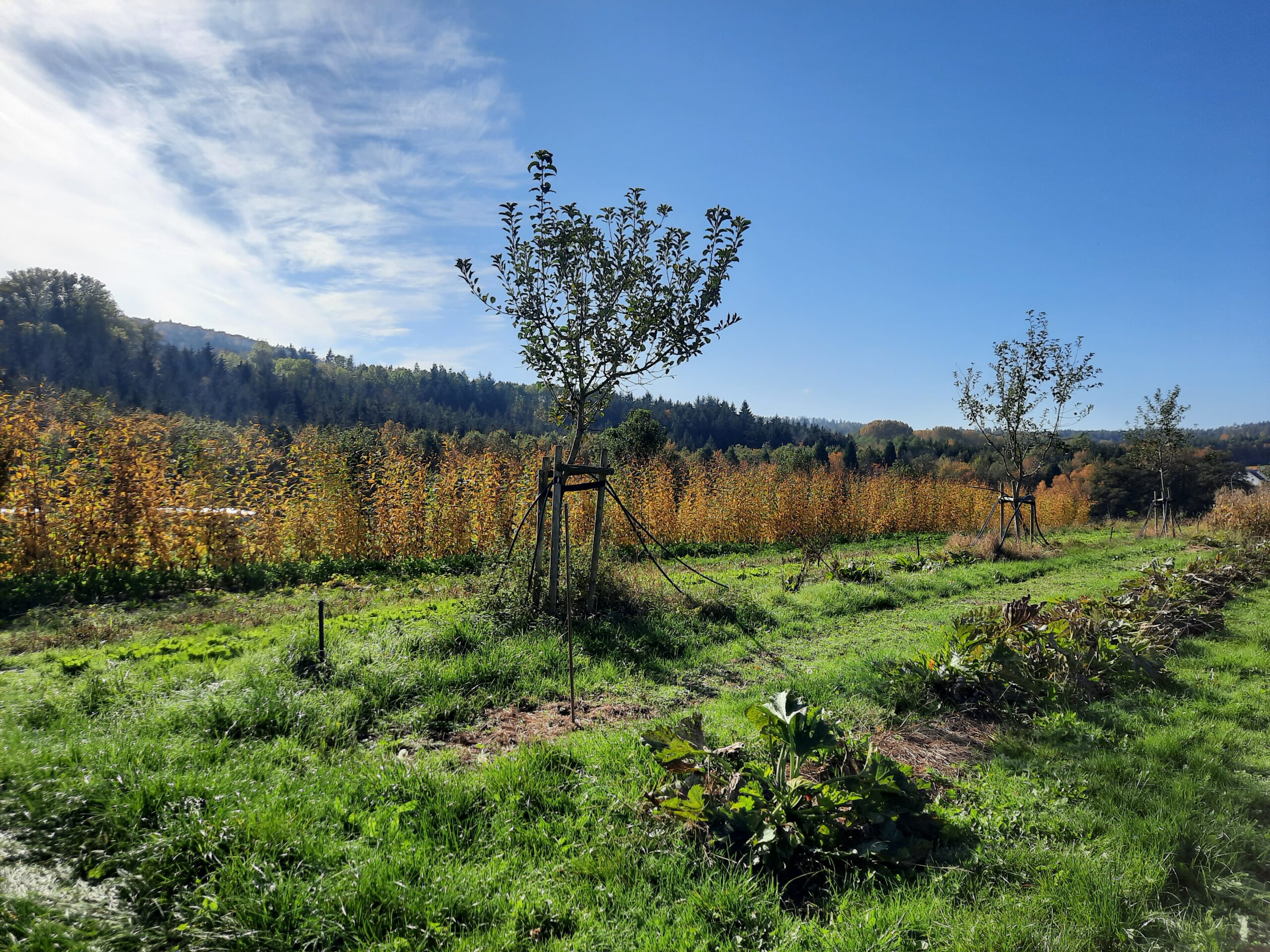 Eine grasbewachsene Wiese mit jungen Bäumen, die von Pfählen gestützt werden und für Gemeinwohl sorgen, begrenzt von herbstlich gefärbten Hecken und einem Wald im Hintergrund, unter einem strahlend blauen Himmel mit Wolkenfetzen. at Hochschule Coburg