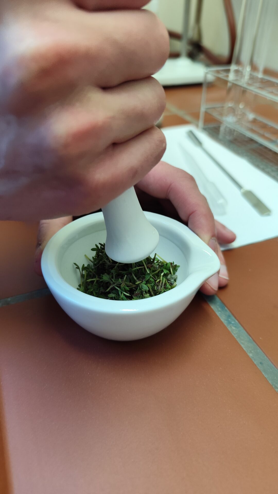 Eine Person benutzt einen weißen Mörser und Stößel, um grüne Blätter zu zerkleinern. Im Hintergrund sind Laborgeräte und Papiere auf einer braun gefliesten Fläche zu sehen - eine Aufnahme von einem Experimentiertag auf dem Hochschul-Campus. at Hochschule Coburg