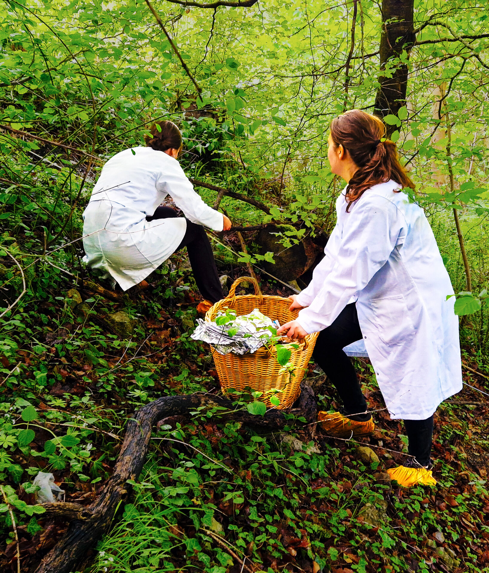 Zwei Personen in weißen Laborkitteln sammeln in einem Wald in der Nähe von Krappenberg Pflanzenproben und legen diese in einen Weidenkorb. Der Waldboden ist mit Laub bedeckt, und die Umgebung ist von üppigem Grün geprägt. at Hochschule Coburg